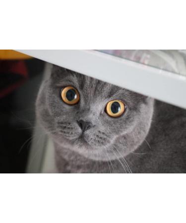 Buy Bentokitty Natural Clumping Cat Litter 10L - Fine-Grained Bentonite for Sensitive Paws | Eco-Friendly 1-Pack - Buy Online on GoSupps.com