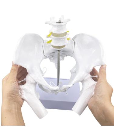 Flexible Female Pelvis Model with Movable Femur Heads and Joints Life Size Female Pelvis with Stand Base for Childbirth Education/CBE Doula Exhibit Midwife Anatomy Teaching and Studying Purpose