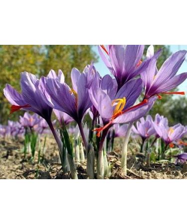 Saffron Crocus 25 Bulbs + Saffron Bulb Food | Crocus Sativus | Fast Shipping - Buy Online on GoSupps.com