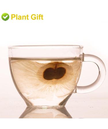 Buy Semen Oroxyli 40g - Jade Butterfly Tea (Oroxylum Indicum) | Herbal Chinese Health Tea | International Shipping - Buy Online on GoSupps.com
