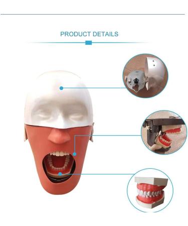 Lmeil Dental Manikin Phantom Head Simulator for Training | Prosthesis Preparation & Dental Technology - Buy Online on GoSupps.com