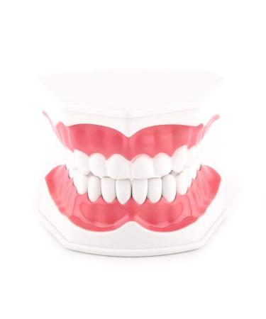 Akozon teeth model gums model 28 teeth toothed model complete fixation tooth brushing 2 times tooth model with toothbrush teaching study demonstration