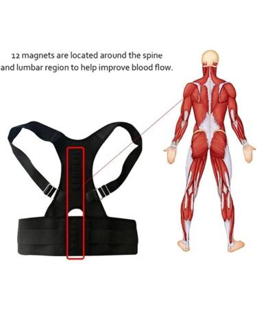 YMGSCC Adjustable Magnetic Posture Back Support Corrector Belt Band Brace Shoulder Lumbar Strap(L) Large B - Buy Online on GoSupps.com