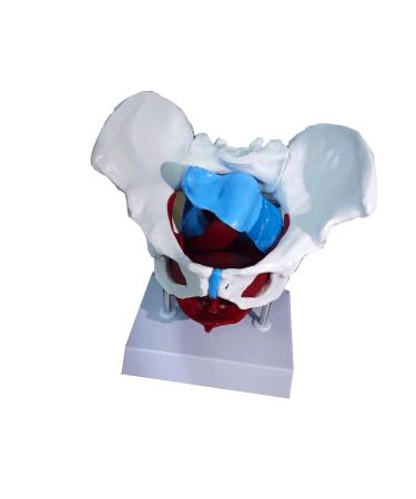 Movable Pelvis Model with Bendable Skeleton - Ideal for Postnatal Rehabilitation & Uterus Repair | Anatomy Teaching Aids - Buy Online on GoSupps.com