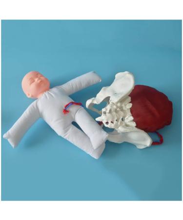 Slrmkk Female Pelvic Model for Birth Screening - Realistic Baby Pool & Removable Placenta Cord - Ideal Educational Tool for Anatomical Studies - Buy Online on GoSupps.com