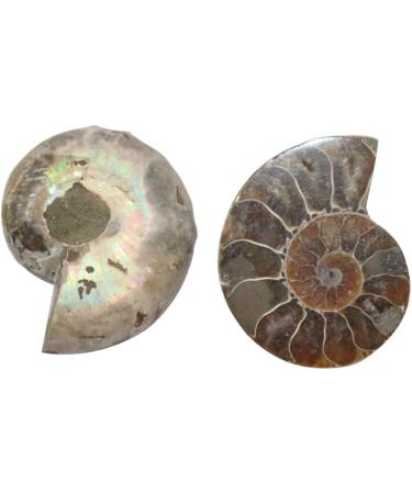 Third Eye Crystals Ammonite Fossil Carved Gemstone - Natural Crystal Stone for Home Decoration & Aquarium - Decorative Sculpture & Gift - Buy Online on GoSupps.com