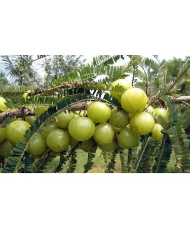 Amla & Beyond (Nisa Amalaki) Dr. Gumman's Clinical Grade Highest Potency Maximum Bioavailability - Buy Online on GoSupps.com