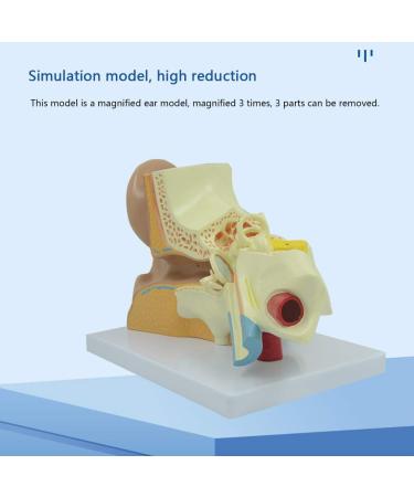 Human Ear Model 3X Enlarged 3-Piece Ear Anatomy Model Professional Ear Simulation Model Shows External Middle and Inner Ear for Medical Education - Buy Online on GoSupps.com