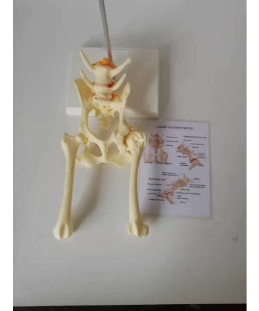 Canine Pelvis Model Canine Hip Joint Model Animal Body Anatomy Replica of Dog Pelvis for Veterinary Office Educational Tool - Buy Online on GoSupps.com