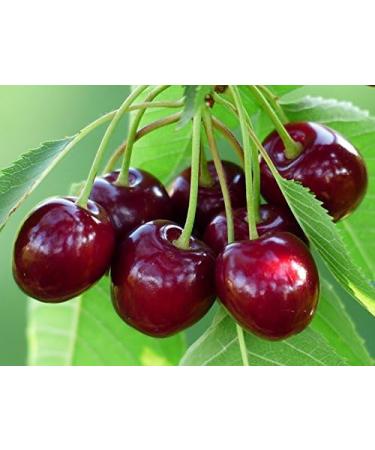 Wild Cherry Sauna Infusion Concentrate - 250ml PET Bottle with Dropper & Child Safety Lock | International Shipping - Buy Online on GoSupps.com