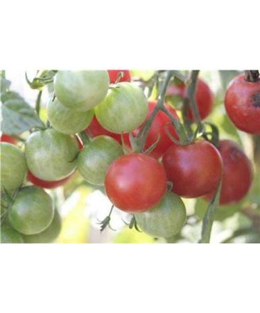 Organic Mexican Honey Tomato Seeds
