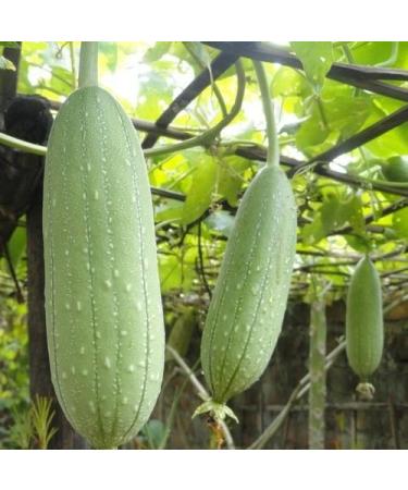Pumpkin Luffa Sponge Vegetable Seeds (Luffa Cylindrica) 15 + Seeds