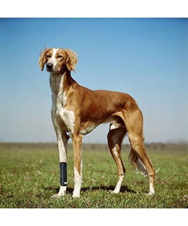 RockPet Dog Front Leg Joint Brace Therapeutic Hip Bandage for Canines (L/XL) - Buy Online on GoSupps.com