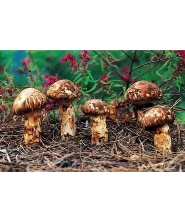 WENXUANSU:1 Pound (454 grams) Dried Matsutake Slices Mushroom Premium Grade - Buy Online on GoSupps.com