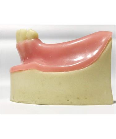 Buy Fhuili Dental Implant Practice Model - Mandibular Missing Teeth Simulation with Soft Gums for Oral Demonstration - Ideal for Dental Training - Buy Online on GoSupps.com