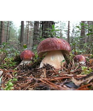 Portal Cool 30 G: Boletus Edulis Fungo Bianco secco Grano micelio 10 G o 30 G Ucraina - Buy Online on GoSupps.com