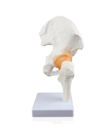 Science Resource S08400 Classic Functional Hip Joint Model | Articulates with Life-Like Flexible Ligaments | Features Femur Hip Bone & Surrounding Ligaments | W Manual - Buy Online on GoSupps.com
