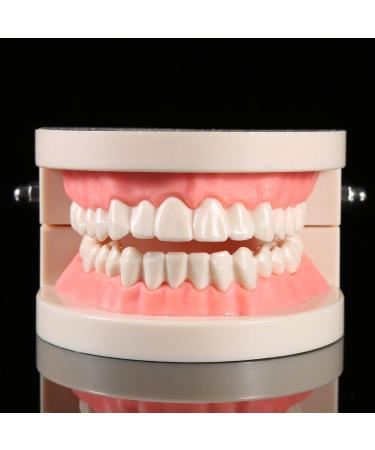 Deosdum Children's Tooth Model - PVC Teaching Study Model for Proper Brushing - 1pc Educational Tool - Buy Online on GoSupps.com