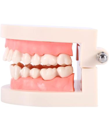 1 Piece Dental Teaching Model - PVC Study Aid for Kids | Learn Proper Toothbrushing Techniques - Buy Online on GoSupps.com