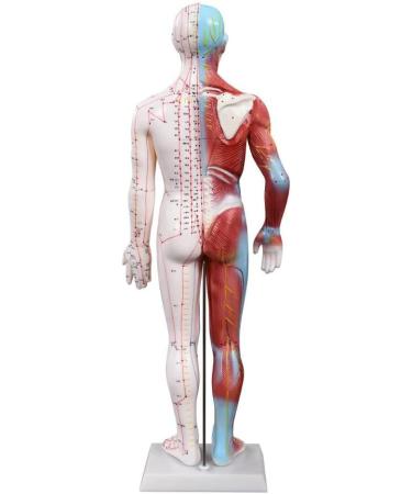 UIGJIOG 60cm Human Acupuncture Model - Unisex Adult Anatomy & Acupuncture Points for Professionals | Ideal for Acupuncturists - Buy Online on GoSupps.com