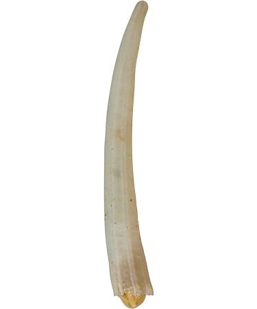 One KG Bag (2.2 lbs) of 0.5" to 1" Dentalium octagulatum Shells (267-SKG-AS) - Buy Online on GoSupps.com