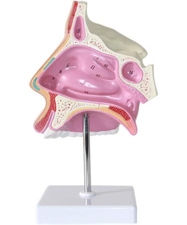 Nasal Cavity Model - Nose Anatomical Model - for Medical Research Doctor Patient - Buy Online on GoSupps.com