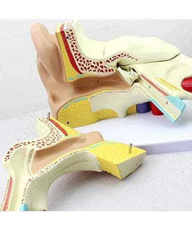 Human Body Human Ear Model Structure of OTO Rhino External Ear Middle Ear Ear Internal Auditory System Anatomy Teaching Accessories - Buy Online on GoSupps.com