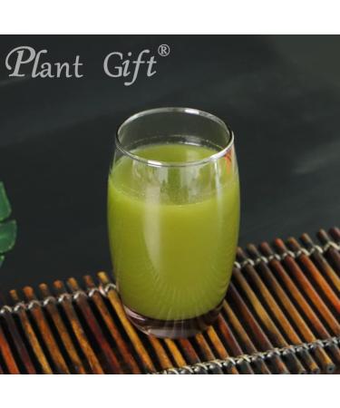 Plant Gift 100% Pure Lotus Leaf Flour Natural Powder of Lotus Leaves Great Taste for Drinks Smoothies Baking Cookies Cakes and Drinks 100g/3.25oz - Buy Online on GoSupps.com