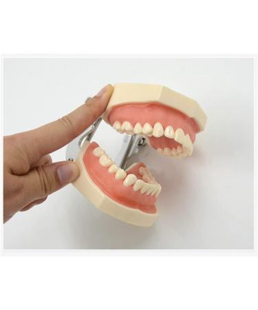 ZCbyBT Toothoral Model - 28 Screws for Fixing Teeth & Removable Gums | Ideal for Practical Operations & Demonstration Lessons - International Shipping Available - Buy Online on GoSupps.com