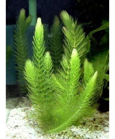 Hornwort - Ceratophyllum Demersum - Live aquarium plant - Buy Online on GoSupps.com