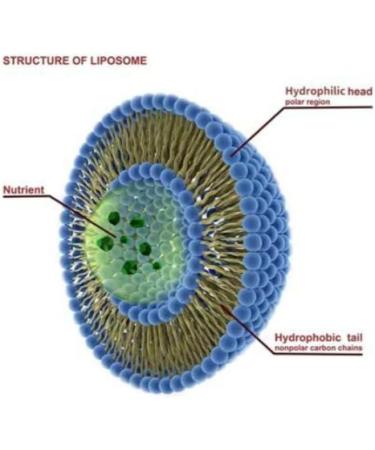 Pure Therapro Rx Liposomal Vitamin C Powder Patented PureWay Vegan Vitamin C Supplement Supports Healthy Aging Immune Function & Collagen Formation Non-GMO Made in The USA (66g 120 Servings) 2.1 Ounce (Pack of 1) - Buy Online on GoSupps.com
