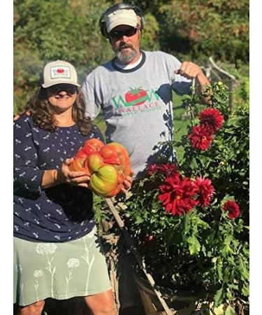 Wallace Organic Wonder Soluble Seaweed Powder Organic Fertilizer (5 Pounds) - Buy Online on GoSupps.com