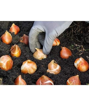 5x Tulip Bulbs Mixed Tulip Bulbs Cold Resistant Magical Plant Garden Flowers - Buy Online on GoSupps.com