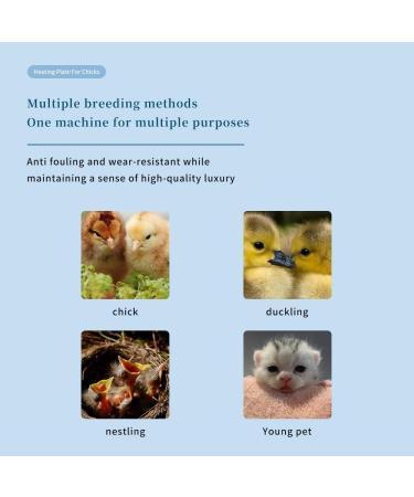 PAIDUOJI Chick Brooder Heater with Feeder & Drinker - Height Adjustable Brood Plate for Optimal Chick Care - Buy Online on GoSupps.com