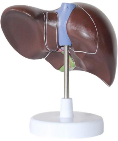 Human Liver Anatomical Model - 1.5X Magnified Liver Model Hepatobiliary Model Pancreatic Gallbladder Model Bile Duct - for Mediacl Educational Training Aid - Buy Online on GoSupps.com