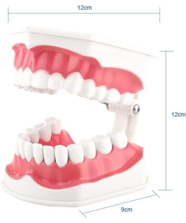 FafeICY 1PC 28 Teeth Teaching Toothbrush Model - Dentist Tool with Handy Toothbrush & Poster for Study Demonstration - Buy Online on GoSupps.com