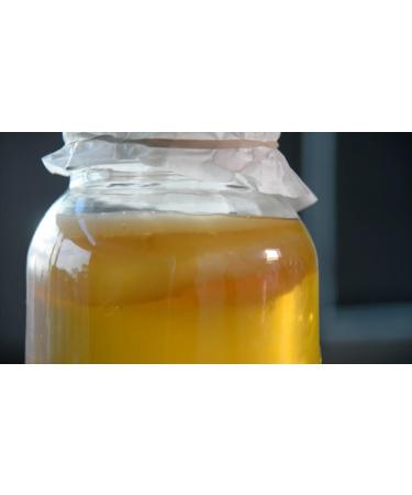JUN TEA 5L XL Kombucha Scoby certified organic UKAS LAB tested for green tea and honey by Kombuchaorganic Quality assured excellent and unique quality cultures - Buy Online on GoSupps.com