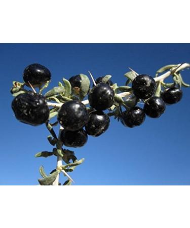 (Goji Berry * *) Rare Fresca Feral Nero organico Goji Berry Erbe 20 pc per sacchetto Goji Berry Semi