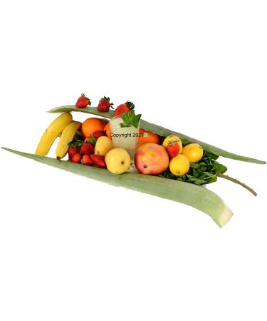 Buy 3 Fresh Bio Aloe Vera Leaves 80cm | 800g | EU Certified XXL Barbadensis Miller for Skin Hair Nail Body Care | Anti-Aging | Ships Worldwide - Buy Online on GoSupps.com