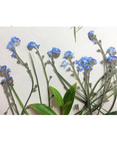 YouthBro 50PCS Blue Forget Me Not Flowers with Stem - Real Dried Pressed Flowers for Resin Art Craft - Buy Online on GoSupps.com