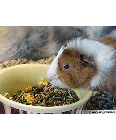 Bubimex | Rodent Food Bucket 3 kg - Buy Online on GoSupps.com