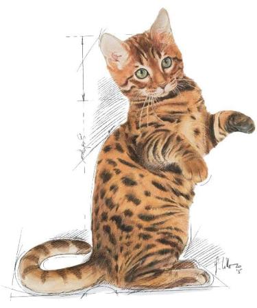 Royal Canin Dry Kitten Food Sterilised 2 Kg 2.5 kg (Pack of 1) - Buy Online on GoSupps.com