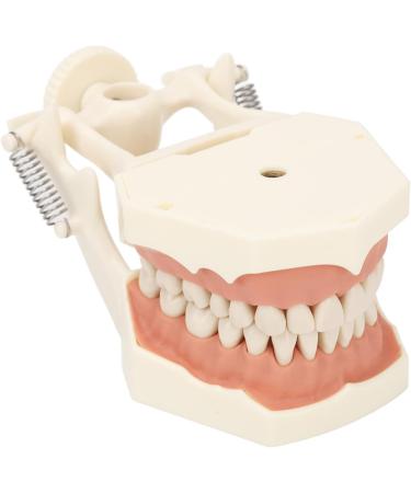 High-Quality 32 Teeth Dentist Typodont Model with Soft Gums | Perfect for Dental Training & Research | Verdant Touch - Buy Online on GoSupps.com