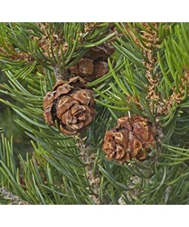 VISA STORE Colorado Pine Nuts Pinus edulis 30 Seeds Seeds (Hardy Evergreen Edible) - Buy Online on GoSupps.com