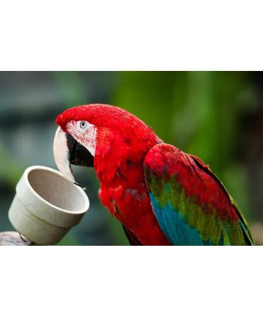 UnRuffledRx Calcium Supplement for Birds with Magnesium and Vitamin D3 | 1.5 oz - Buy Online on GoSupps.com