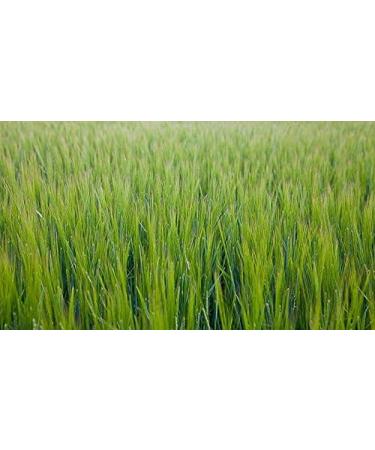 Organic New Zealand Barley Grass Powder 100g - Indigo Herbs (Pack of 1) - Buy Online on GoSupps.com