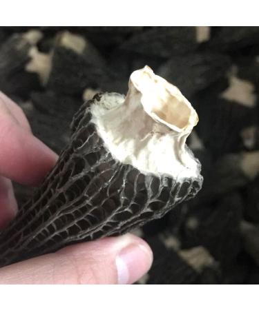 Dried Morel Mushrooms Morchella Conica Morels Morel Mushroom Morchella Importuna Mushroom morel Hickory Chick Morchella Esculenta (L.) Pers. Morchella Morel (8 oz) - Buy Online on GoSupps.com