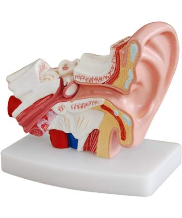 Ear Model Human Ear Anatomy Model 1.5X Magnification Model Suitable for Medical - Buy Online on GoSupps.com