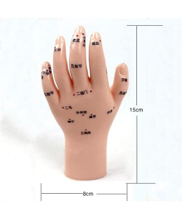 Acupuncture Hand Model Reflexology Acupoint Study Kit - Buy Online on GoSupps.com