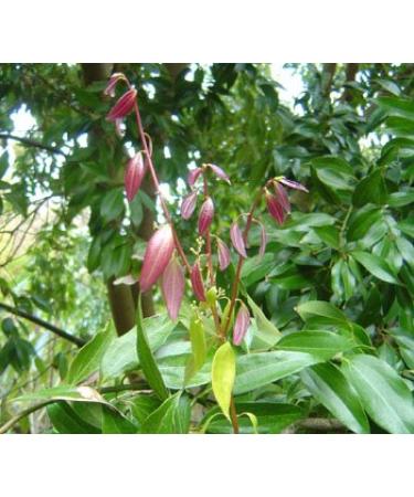 PurePlant Essentials 100% Pure Energy Clearing - Positivity Mist Organic and Wild Crafted Essential Oils Blend - 2 Ounce - Buy Online on GoSupps.com